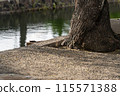 The base of a tree in the scenic area 115571388