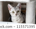 Cat looking out from cat tower American shorthair silver tabby 115571395