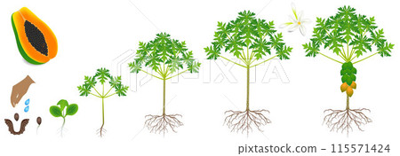 Cycle of growth of a papaya plant on a white background. 115571424