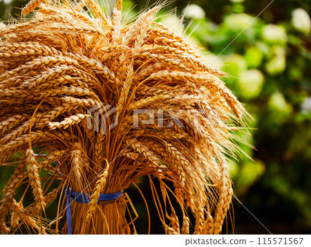 Agricultural image showing harvested wheat, ideal for farming-related content. 115571567