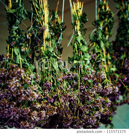 The image depicts the traditional practice of air-drying flowers, capturing the delicate beauty and serenity inherent in this natural process. The image depicts the traditional practice of air-drying flowers, capturing the delicate beauty and serenity inherent in this natural process. 115571575