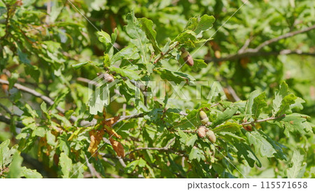 Nature forest botany flora. Background of green oak leaves and acorns on a branch. Slow motion. Nature forest botany flora. Background of green oak leaves and acorns on a branch. Slow motion. 115571658