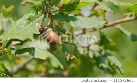 Oak branch with green leaves and acorns. Oak autumn leaves and acorns. Slow motion. Oak branch with green leaves and acorns. Oak autumn leaves and acorns. Slow motion. 115571663