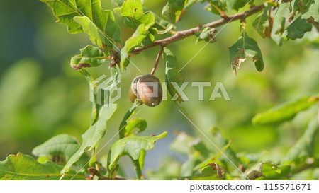 Oak leaves and seeds are hanging on a branch. Early autumn beginning acorns with on branch leaves. Slow motion. Oak leaves and seeds are hanging on a branch. Early autumn beginning acorns with on branch leaves. Slow motion. 115571671
