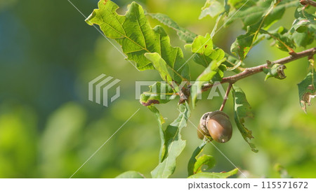 Oak tree in summer. Acorns oak nut tree on green background. Sunny september day. Slow motion. 115571672