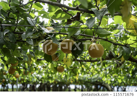 梨收穫前 115571676