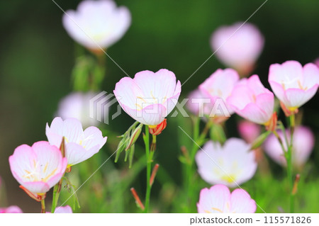 Day Saki月見草 Day Saki月見草 115571826