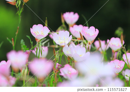 Day Saki月見草 115571827