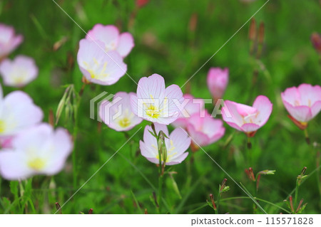 Day Saki月見草 Day Saki月見草 115571828