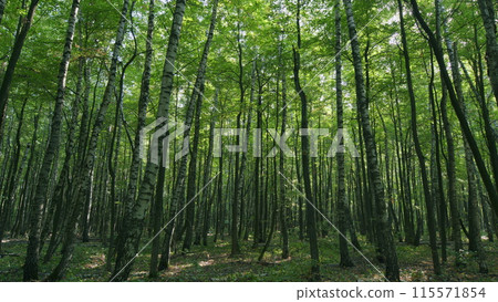 Green deciduous trees. Beautiful nature green landscape. Time lapse. Green deciduous trees. Beautiful nature green landscape. Time lapse. 115571854