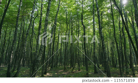 Tall deciduous trees are illuminated by sunlight. Woodland area in vivid colors of summer. Time lapse. Tall deciduous trees are illuminated by sunlight. Woodland area in vivid colors of summer. Time lapse. 115571859