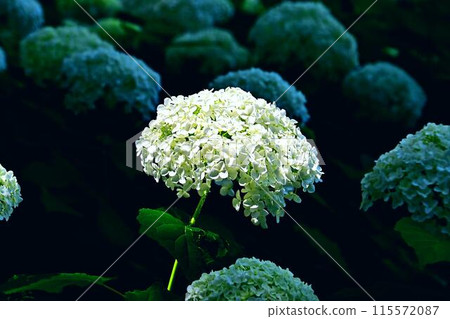 白色繡球花 115572087