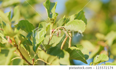 Common alder, black alder or european alder. Catkins and seed on alder tree or alnus mill in summer. Selective focus. 115572174