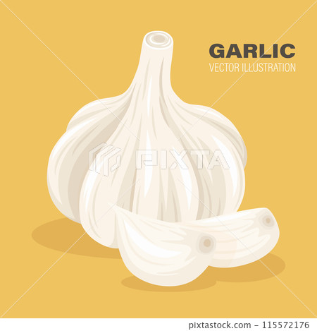 Vector Hand Drawn Garlic Bulb and Cloves Closeup. Vegetable Illustration. Whole Garlic Head and Peeled Garlic Cloves in Flat Style 115572176