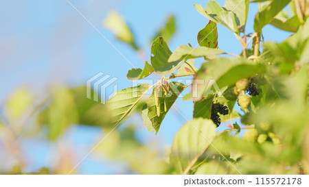 Alder branch with fruits and new buds in autumn. Common alder starts to develop catkins or male reproductive parts. Slow motion. 115572178