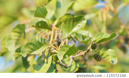 Alder branch with fruits and new buds in autumn. Common alder starts to develop catkins or male reproductive parts. Shallow depth of field. 115572188