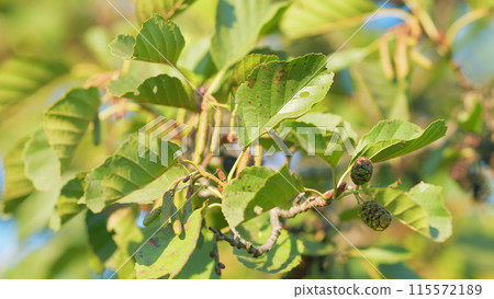 Alder cones. Catkins and seed on alder tree or alnus mill in late summer. Selective focus. Alder cones. Catkins and seed on alder tree or alnus mill in late summer. Selective focus. 115572189