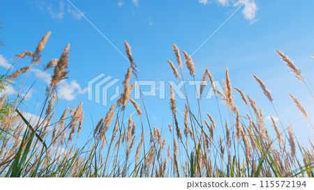 Reeds sway on wind and sun rays. Reeds sway on wind in sunset light background. Low angle view. 115572194