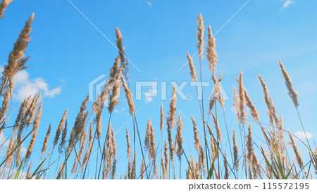 Reeds sway in wind. Grass blowing on nature autumn field. Beautiful romantic sunrise shining golden light. Low angle view. Reeds sway in wind. Grass blowing on nature autumn field. Beautiful romantic sunrise shining golden light. Low angle view. 115572195