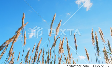 Reed in meadow sways. Beachgrass blowing in fall landscape. Grass blowing on autumn field. Low angle view. 115572197