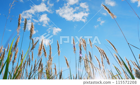 Reeds in sunlight at sunset. Grass blowing on nature autumn field. Reed swayed from wind. Low angle view. Reeds in sunlight at sunset. Grass blowing on nature autumn field. Reed swayed from wind. Low angle view. 115572208