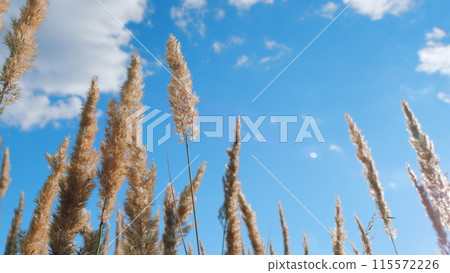 Reeds in sunlight at sunset. Grass blowing on nature autumn field. Reed swayed from wind. Low angle view. Reeds in sunlight at sunset. Grass blowing on nature autumn field. Reed swayed from wind. Low angle view. 115572226