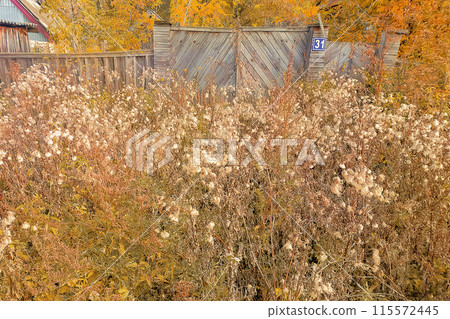 An autumn landscape with a space overgrown with weeds in front of old crumbling wooden gate of abandoned private house. The Concept of the End of Life and the Approximation to Death, Oblivion, Decay. 115572445