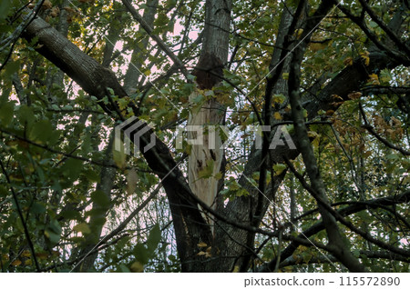 broken tree after a strong storm in nature broken tree after a strong storm in nature 115572890