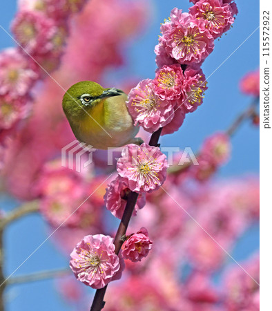 A white-eye on a red plum blossom in full bloom (spring image) (dynamic image) 115572922
