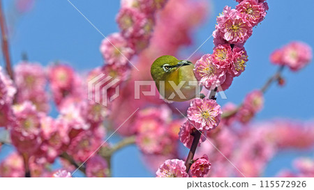 A white-eye on a red plum blossom in full bloom (spring image) (dynamic image) 115572926