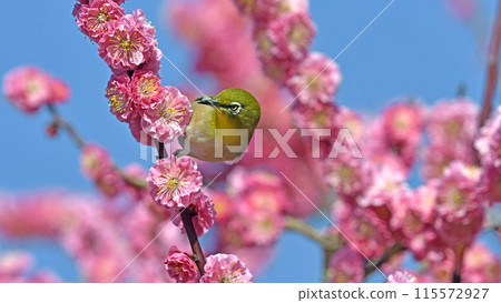 紅梅盛開白眼(春天圖)(動態圖) 紅梅盛開白眼(春天圖)(動態圖) 115572927
