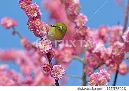 A white-eye on a red plum blossom in full bloom (spring image) (dynamic image) 115572928