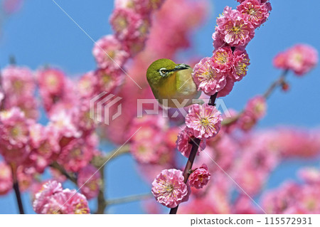 A white-eye on a red plum blossom in full bloom (spring image) (dynamic image) A white-eye on a red plum blossom in full bloom (spring image) (dynamic image) 115572931