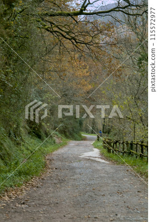 trail on a green way in the Basque country of Spain 115572977