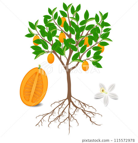 Kumquat plant with fruits and flower on white. 115572978