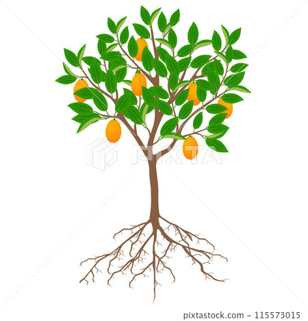 Kumquat tree with fruits and roots on a white background. 115573015