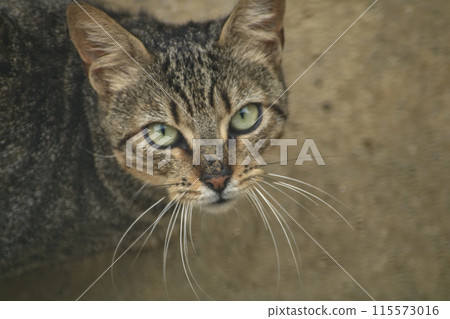 intense look of a beautiful domestic cat 115573016