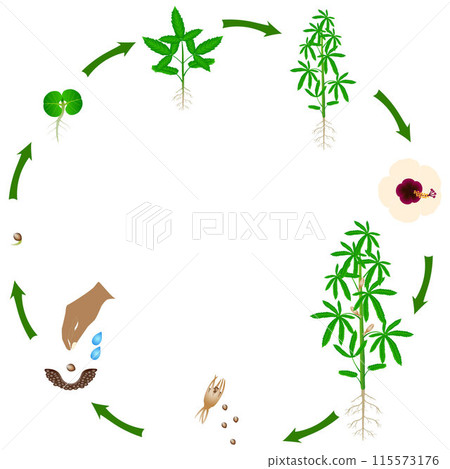 Life cycle of kenaf plant on a white background. Life cycle of kenaf plant on a white background. 115573176