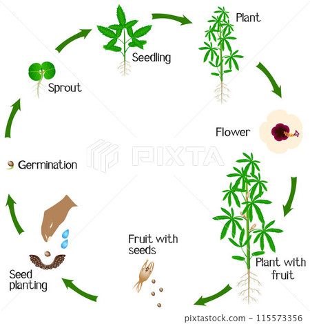 A growth cycle of kenaf plant on a white background. 115573356