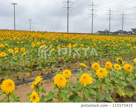 Blooming sunflower farm field, big bright yellow sunflower, agriculture concept harvest Blooming sunflower farm field, big bright yellow sunflower, agriculture concept harvest 115573415