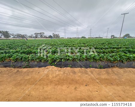 Strawberry picking in strawberry field on fruit farm. Strawberry picking in strawberry field on fruit farm. 115573418