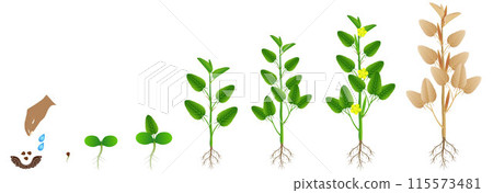 Cycle of growth of jute plant on a white background. 115573481