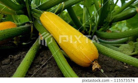 Ripe yellow zucchini lies in the garden among the green leaves. Fresh vegetables from the garden to the table. 115573574