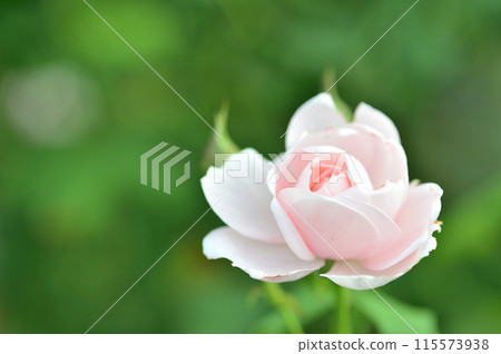 在玫瑰園看到的玫瑰花 在玫瑰園看到的玫瑰花 115573938