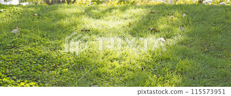 Grass on a slope 115573951