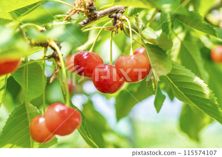 紅成熟的櫻桃（佐藤錦） 櫻桃採摘 山形縣東根市 115574107