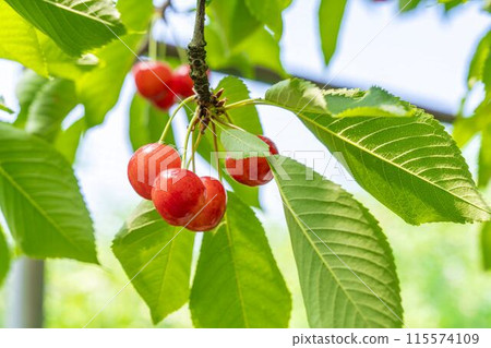 Red Ripe Cherries (Sato Nishiki) Cherry Picking Higashine City, Yamagata Prefecture Red Ripe Cherries (Sato Nishiki) Cherry Picking Higashine City, Yamagata Prefecture 115574109