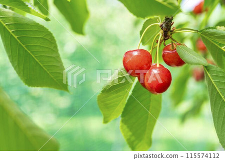 Red Ripe Cherries (Sato Nishiki) Cherry Picking Higashine City, Yamagata Prefecture 115574112