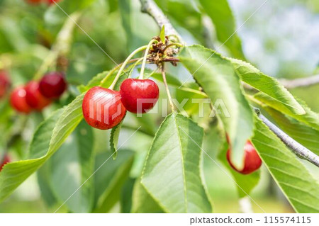 Red Ripe Cherries (Sato Nishiki) Cherry Picking Higashine City, Yamagata Prefecture 115574115