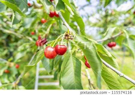 Red Ripe Cherries (Sato Nishiki) Cherry Picking Higashine City, Yamagata Prefecture 115574116